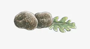 Truffle Prints: Illustration of truffles and leaf