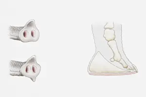 Animal Foot Prints: Illustration of trunks of Asian elephant (Elephas maximus) and African elephant (Loxodonta africana)