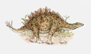 Images Dated 9th April 2010: Illustration of a Tuojiangosaurus, a type of stegosaur, Jurassic period
