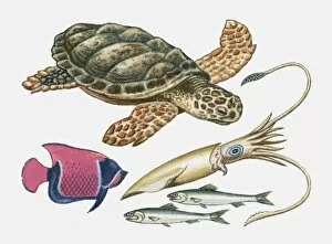 Five Animals Gallery: Illustration of turtle, squid, sardines and angel fish