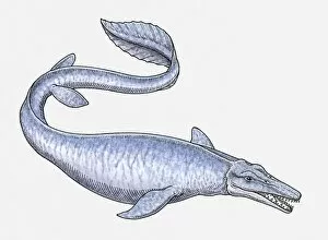 Images Dated 8th April 2010: Illustration of Tylosaurus, a late Cretaceous mosasaur