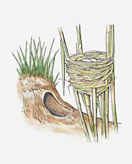 Reed Grass Family Prints: Illustration of two types of animals nests