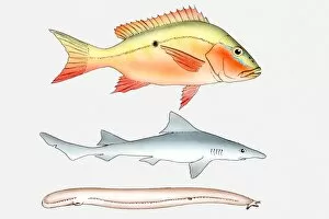 Illustration of three types of fish, Bony fish (Osteichthyes), Cartilaginous fish (Chondrichthyes)