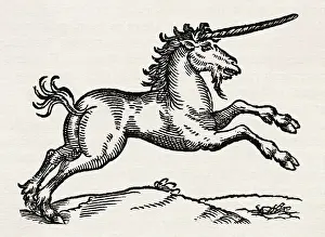 Prints of ORIGINAL CAPTION READS:A leaping unicorn. Undated medieval woodcut Discover the beauty and mystery of the medieval era: Illustration of a Unicorn