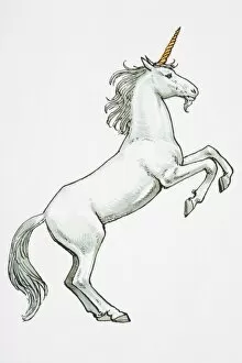 Illustration, unicorn standing on hind legs