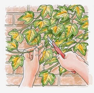 Illustration of using secateurs to prune plant growing against brick wall