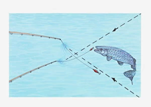 Images Dated 17th May 2011: Illustration of using two-lure trick to catch Muskie fish
