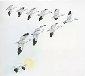 Images Dated 2nd September 2008: Illustration of V shape migration pattern of flock wild geese with one goose near sun