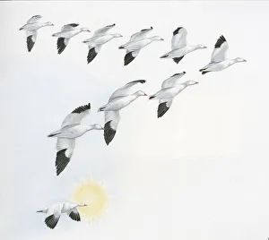 Illustration of V shape migration pattern of flock wild geese with one goose near sun