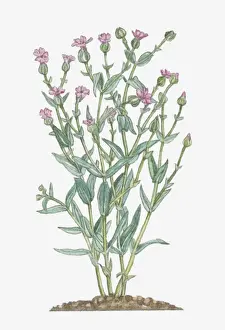 Illustration of Vaccaria Hispanica (Cowherb, Cowcockle) bearing dark pink flowers and buds on tall stems with green leaves