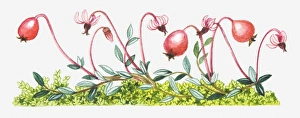 Berry Gallery: Illustration of Vaccinium oxycoccos (Common cranberry)