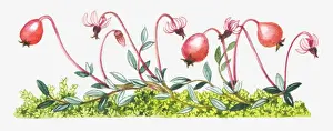 Berry Prints: Illustration of Vaccinium oxycoccos (Common cranberry)