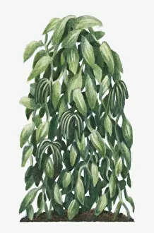 Vanilla Prints: Illustration of Vanilla planifolia (Flat-leaved Vanilla) with large flat leaves