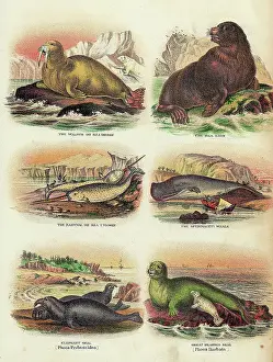 Whale Prints: Illustration Of Various Aquatic Mammals