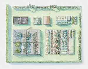 Illustration of vegetable garden