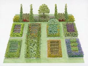 Lawn Collection: Illustration of vegetable potager with lawn area