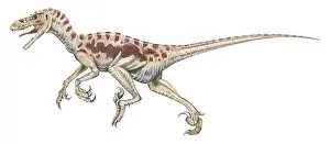 Animal Mouth Prints: Illustration of Velociraptor dinosaur on the move