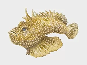Images Dated 27th October 2009: Illustration of venomous Stonefish (Synanceja)