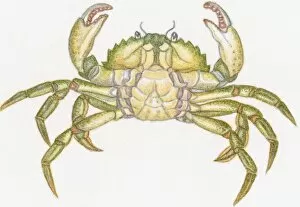 Images Dated 5th November 2008: Illustration of ventral surface male crab showing apron or abdomen, thorax, and large claws