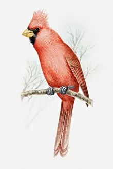 Illustration of a Vermilion cardinal (Cardinalis phoeniceus) perching on a branch