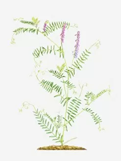 Leguminosae Gallery: Illustration of Vicia cracca (Tufted vetch), slender, branching stems with pink flowers