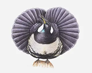 Illustration of a Victorias riflebird (Ptiloris victoriae) with its wings fanned-out