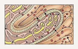 Acid Prints: Illustration of villus in human small intestine absorbing peptides and amino acids into capillaries