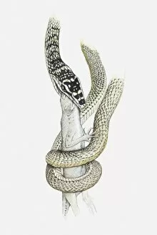 Illustration of a vine snake coiled around a lizard and biting into its head