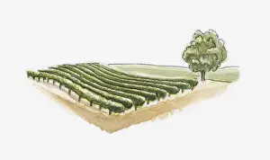 Cultivated Prints: Illustration of vineyard at Saint-Emilion, Gironde, France