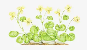 Illustration of Viola biflora (Yellow wood violet), leaves and yellow flowers