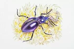 Illustration of Violet Ground Beetle (Carabus violaceus) feeding on caterpillar in grass