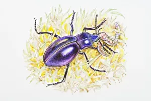 Caterpillar Prints: Illustration of Violet Ground Beetle (Carabus violaceus) feeding on caterpillar in grass