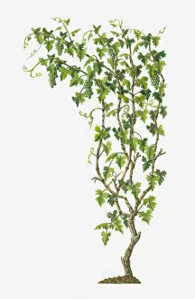 Images Dated 15th May 2017: Illustration of Vitis vinifera (Common Grape Vine) bearing bunches of ripe green fruit