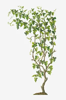Images Dated 15th May 2017: Illustration of Vitis vinifera (Common Grape Vine) bearing bunches of ripe green fruit