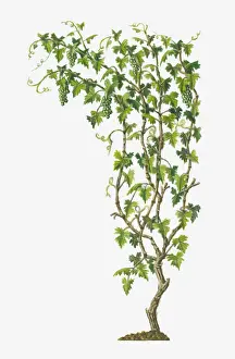 Vitis Vinifera Prints: Illustration of Vitis vinifera (Common Grape Vine) bearing bunches of ripe green fruit