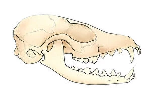 Images Dated 19th February 2008: Illustration of Vulpes (Fox) skull with open jaw showing teeth