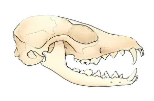 Open Prints: Illustration of Vulpes (Fox) skull with open jaw showing teeth