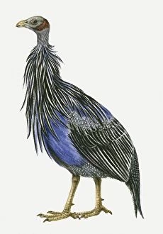 Images Dated 1st March 2010: Illustration of a Vulturine guineafowl (Acryllium vulturinum), side view