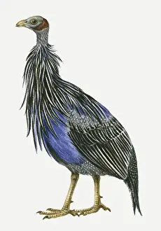 Illustration of a Vulturine guineafowl (Acryllium vulturinum), side view