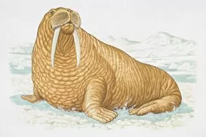 Images Dated 8th August 2006: Illustration, Walrus (Odobenus rosmarus) sitting on icy surface, side view