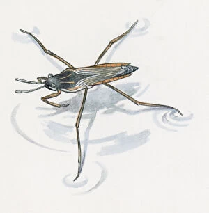 Illustration of Water Boatman (Sigara striata) usng long legs to stand on water