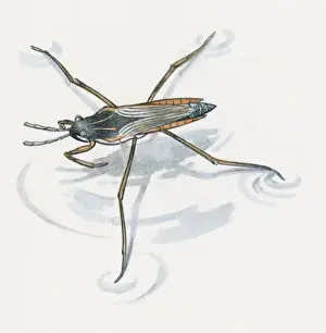 Animal Leg Prints: Illustration of Water Boatman (Sigara striata) usng long legs to stand on water