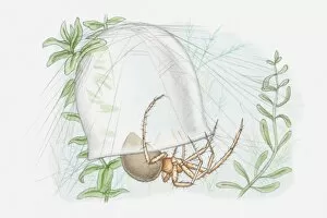 Images Dated 20th May 2010: Illustration of a Water spider (Argyroneta aquatica) with bell-shaped web underwater