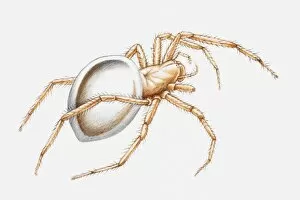 Images Dated 20th May 2010: Illustration of a Water spider (Argyroneta aquatica)