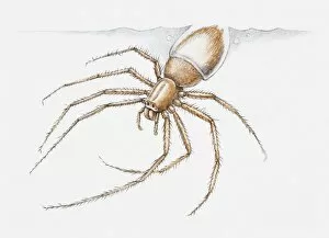 Images Dated 20th May 2010: Illustration of a Water spider (Argyroneta aquatica) diving