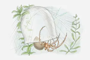 Arachnid Prints: Illustration of a Water spider (Argyroneta aquatica) with bell-shaped web underwater