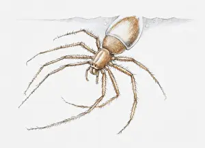 Arachnid Prints: Illustration of a Water spider (Argyroneta aquatica) diving