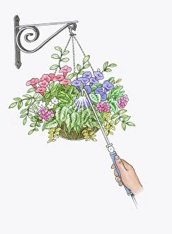 Images Dated 29th September 2009: Illustration of watering hanging basket using watering wand