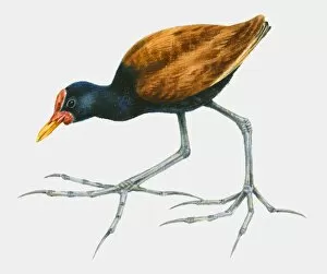 Images Dated 1st March 2010: Illustration of a Wattled jacana (Jacana jacana), side view