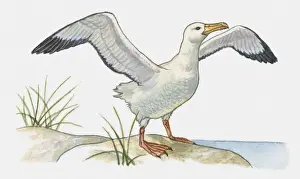 Illustration of Waved Albatross (Phoebastria irrorata) perching on rock